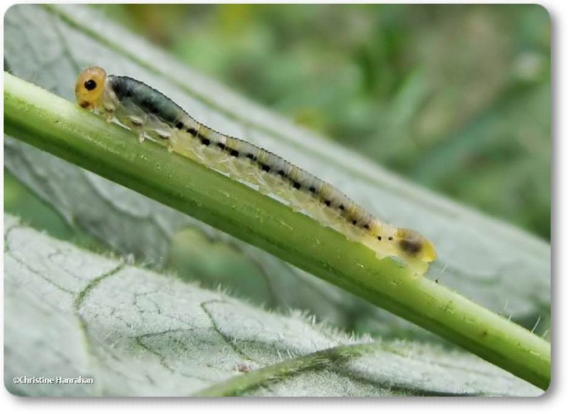 Sawfly larva