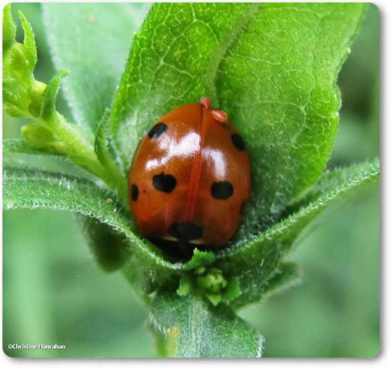 Seven-spotted ladybeetle (Coccinella septempunctata) with mites