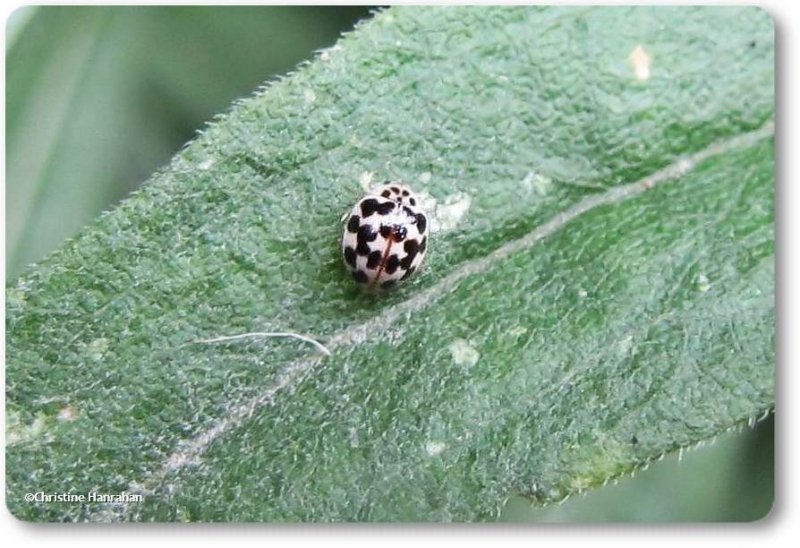 Twenty-spotted ladybeetle (Psyllobora  vigintimaculata)