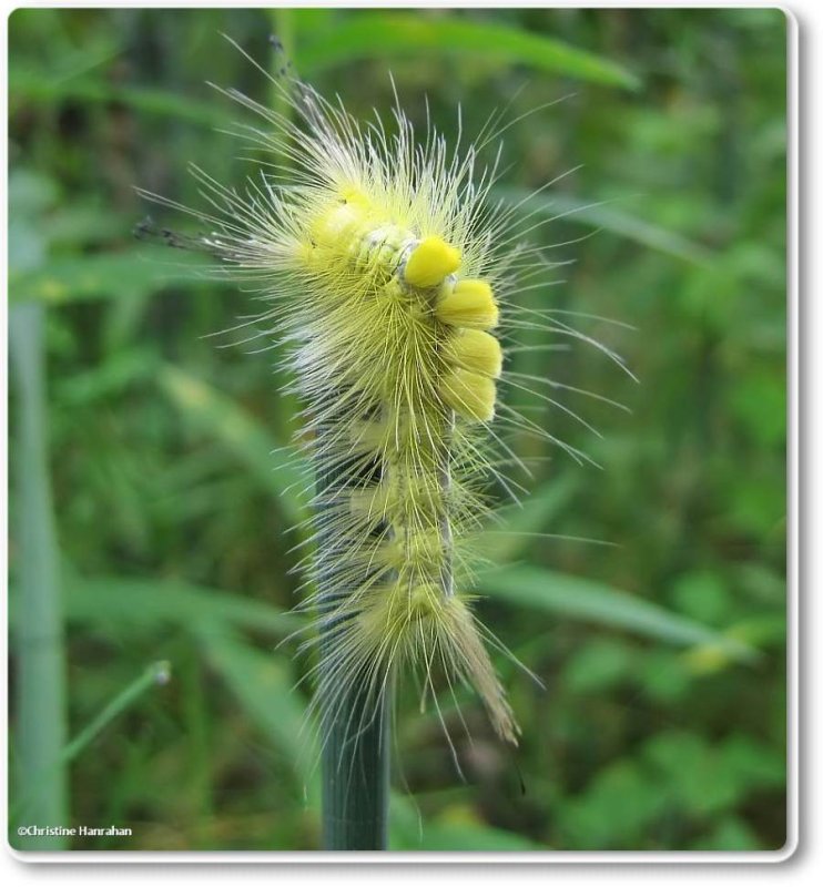 Definite tussock moth caterpillar (Orygia definita), #8314