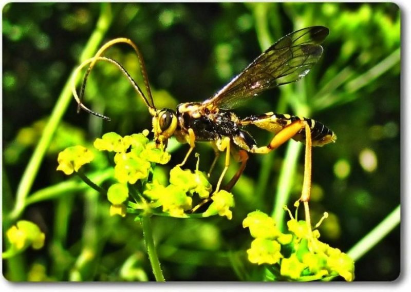 Ichneumonid wasp (Spilopteron occiputale), male