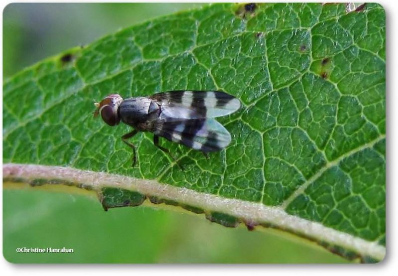 Picture-winged fly (Herina)