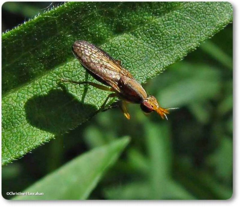 Marsh fly (Sciomyzidae)