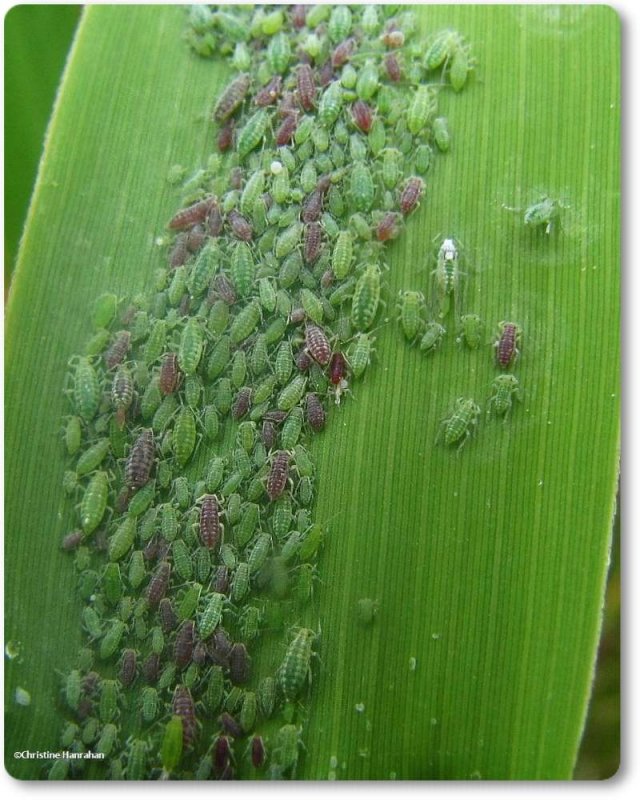 Mealy Plum aphids  (Hyalopterus pruni)