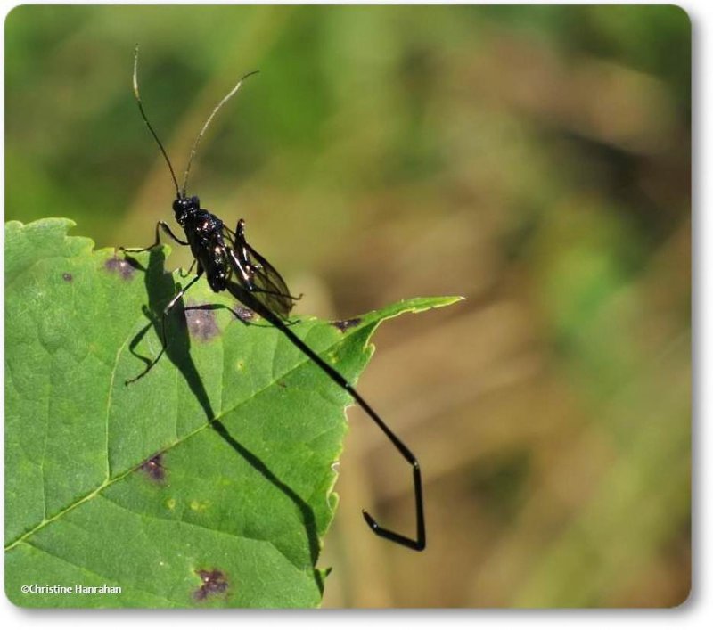 Pelecinid wasp (Pelecinus polyturator), female