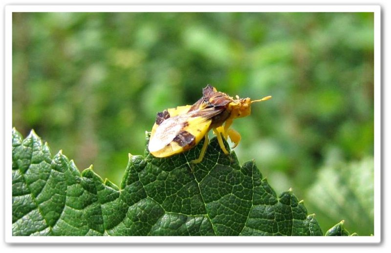 Ambush bug (Phymata)