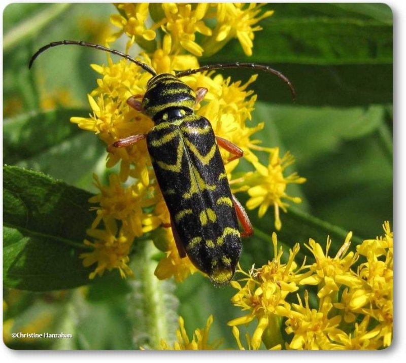 Locust borer (Megacyllene robiniae)