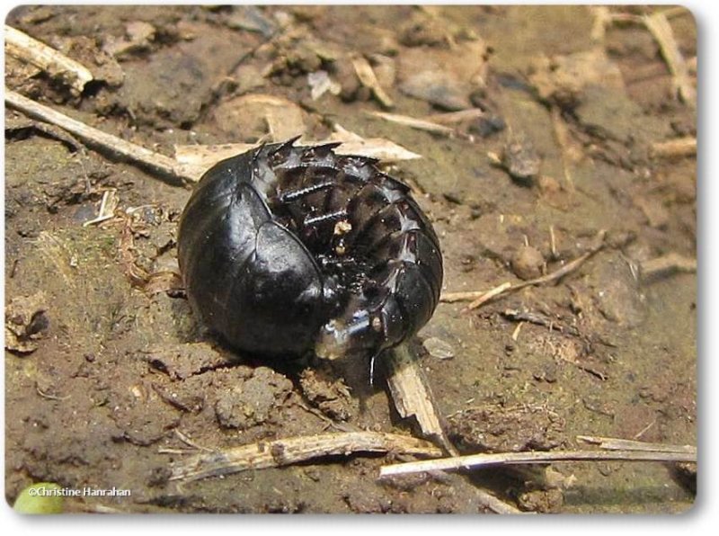 Carrion beetle larva (Silphidae)