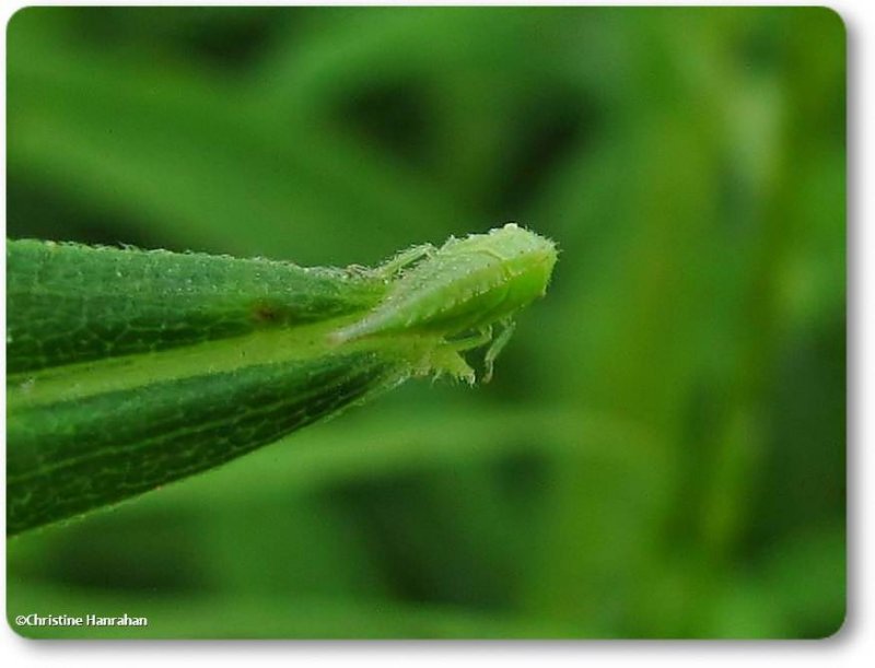 Treehopper nymph (acutalis tartarea)