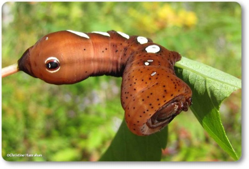 Pandora sphinx moth caterpillar (Eumorpha pandorus), #7859