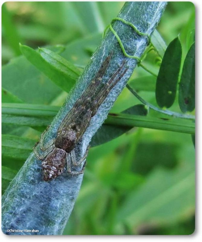 Crab spider (Tmarus sp.) on egg sac