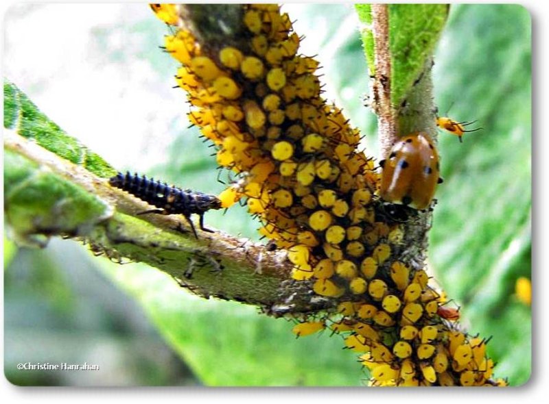 Ladybeetle larva eating oleander aphids