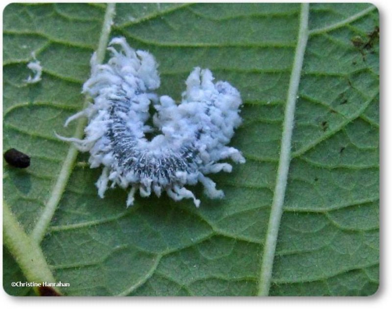 Woolly alder sawfly larva (Eriocampa ovata)