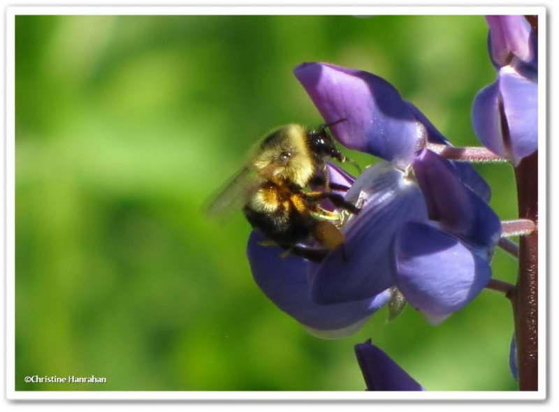 Bumble bee on lupine