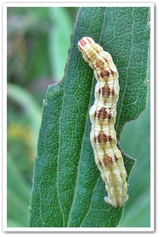 Common pug moth caterpillar (Eupithecia miserulata), #7474