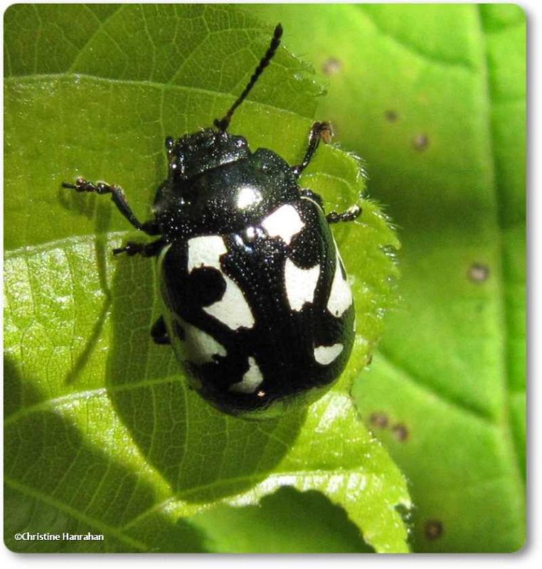 Calligrapha beetle (Calligrapha pnirsa)