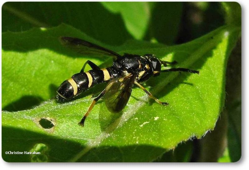 Hover fly (Temnostoma sp.)