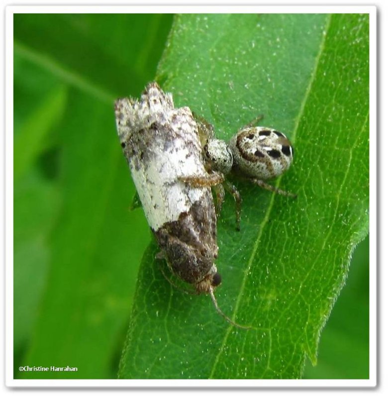 Jumping spider with moth, possibly Phidippus princeps
