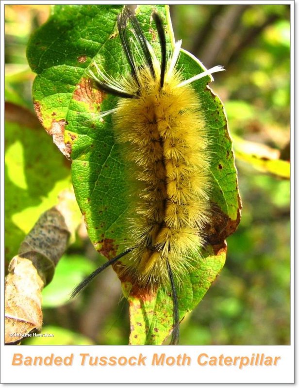 Banded Tussock Moth caterpillar (Halysidota tessellaris), #8203