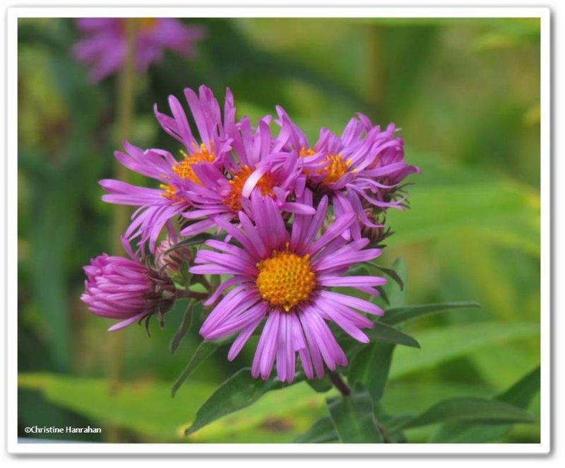 New england asters