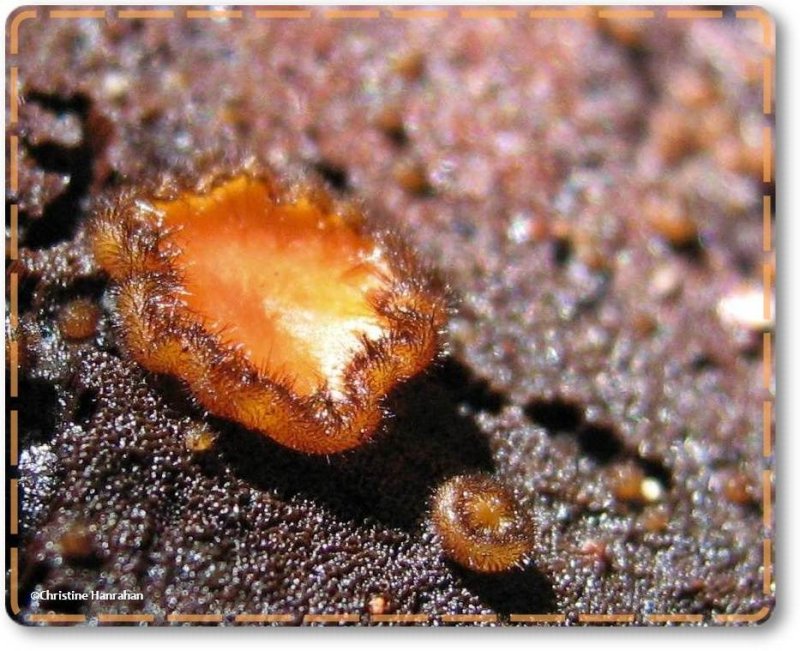 Eyelash fungus  (Scutellinia scutellata)