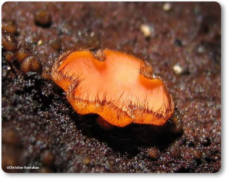 Eyelash fungus (Scutellinia)