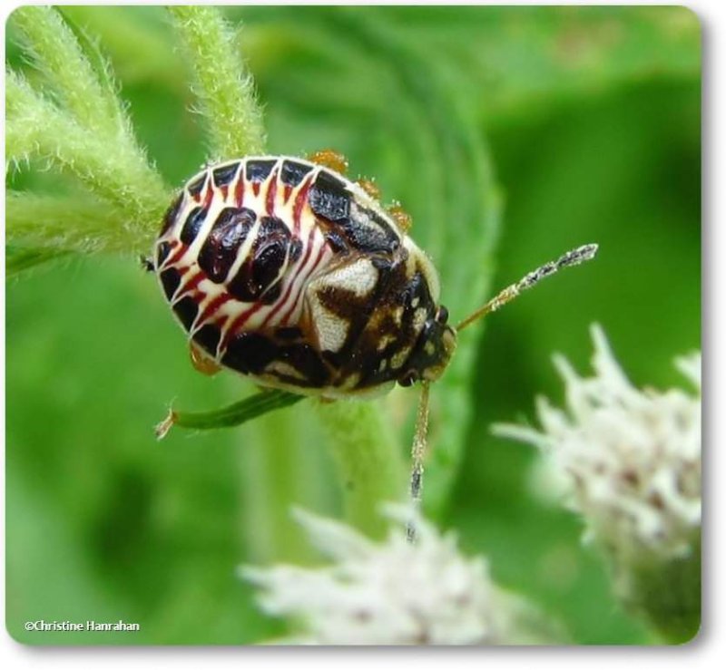 Stinkbug nymph (Pentatomidae)