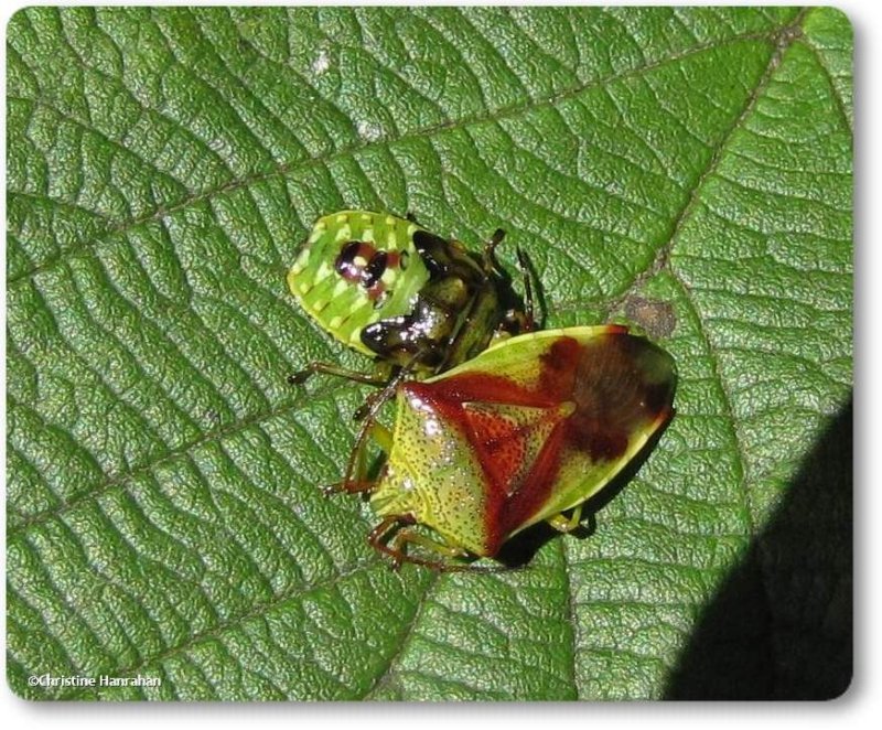 Red-cross shield bug (Elasmostethus cruciatus), adult and nymph