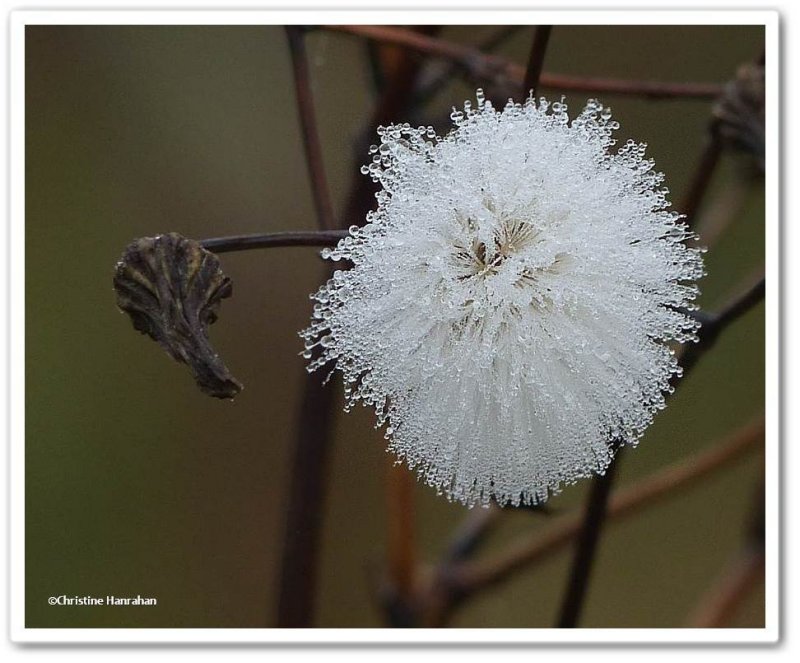 Sow-thistle seedhead (Sonchus)