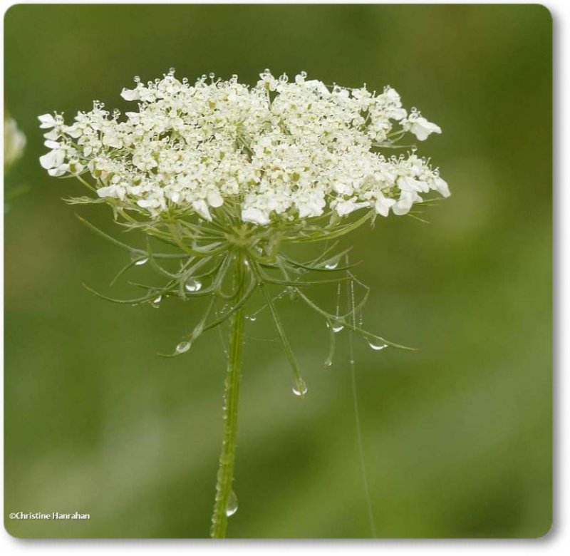 Queen Annes Lace (<em>Daucus carota</em>)