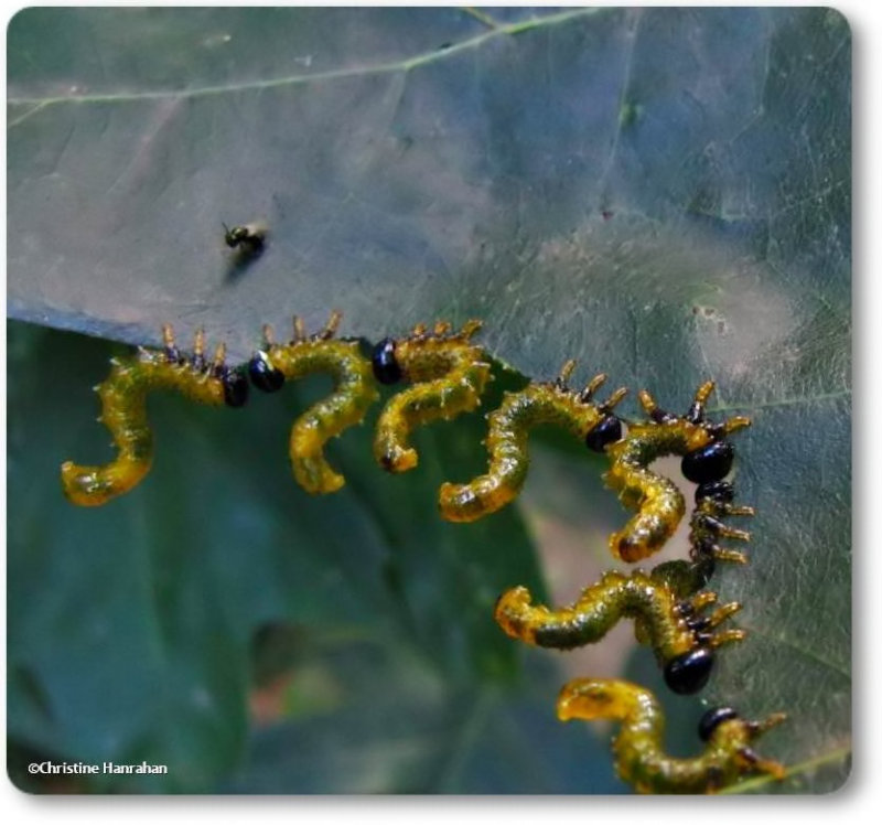Sawfly larvae  (<em>Arge</em>)