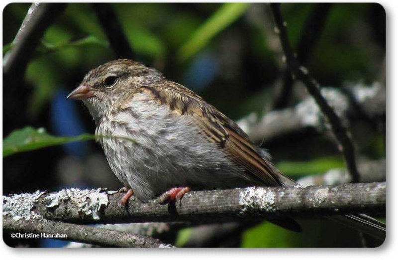 Chipping sparrow, juvenile