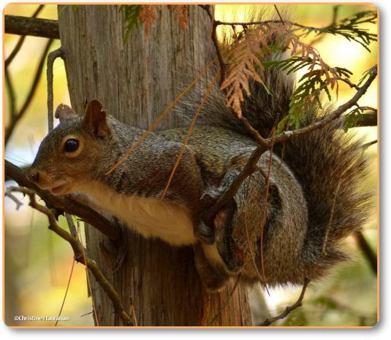 Grey squirrel