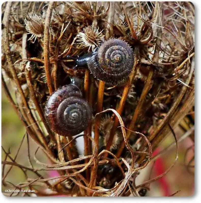 Hairy snails (Trochulus hispidus)