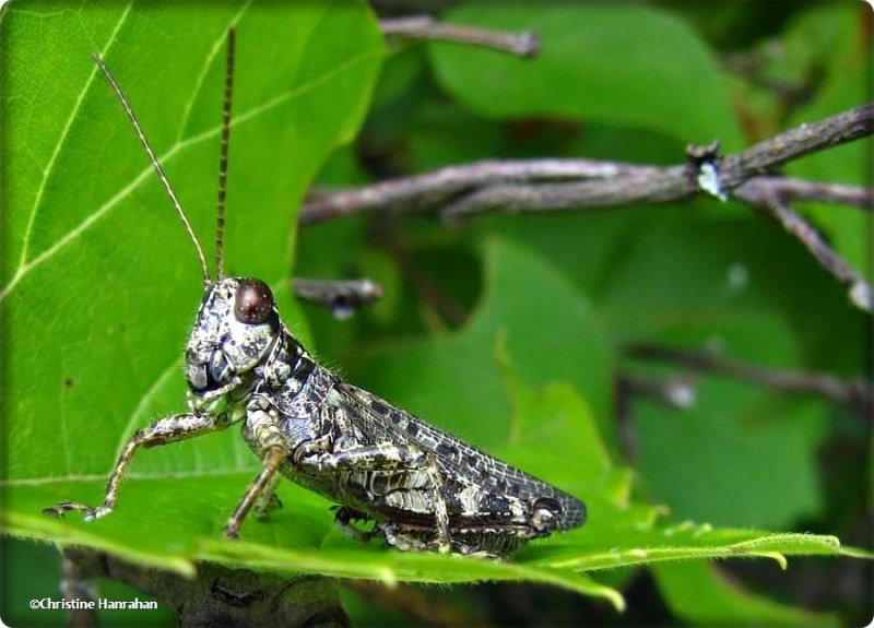 Pine-tree spur-throat grasshopper (Melanopus punctulatus)