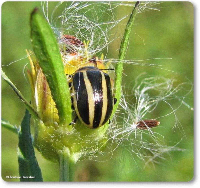 Ragweed leaf beetle (Zygogramma suturalis)