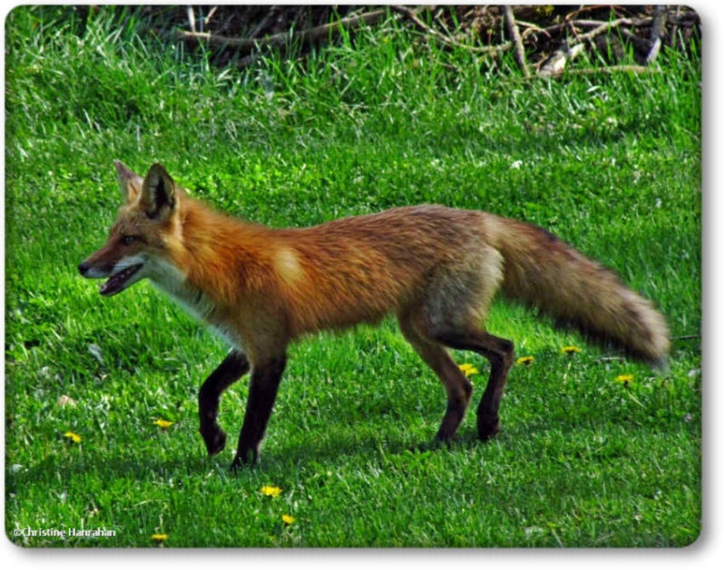 Red fox (Vulpes vulpes)