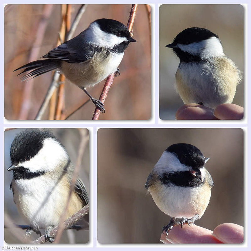 Chickadees everywhere