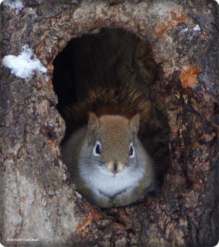 Red squirrel in cavity