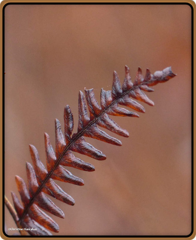 Sensitive fern