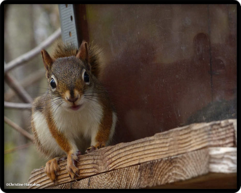 Red squirrel