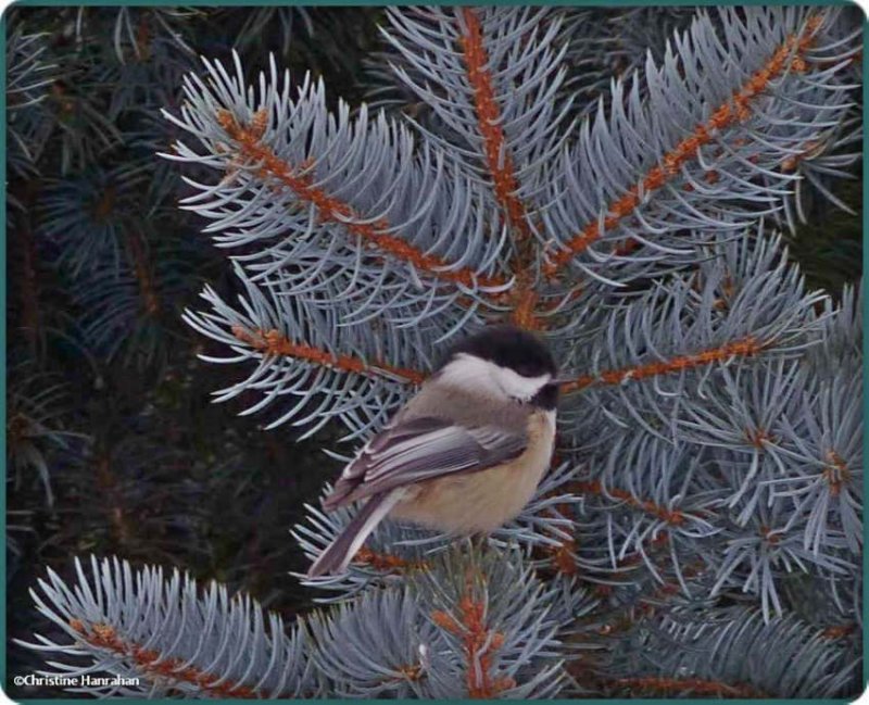 Black-capped chickadee in blue spruce