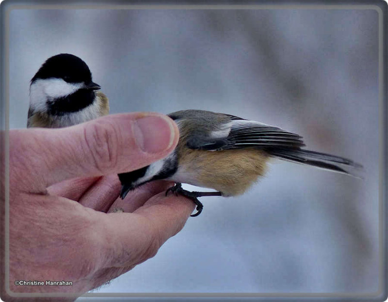 Feeding the birds on Christmas day