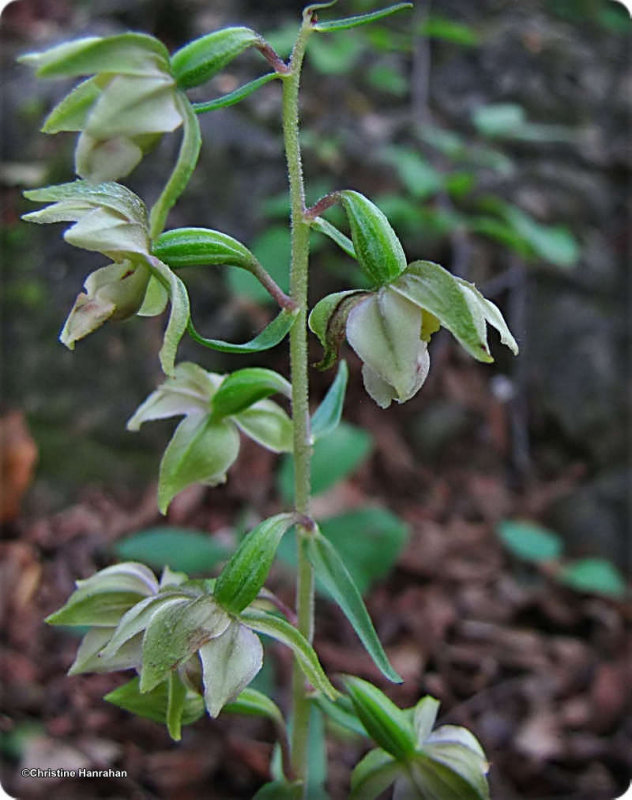 Helleborine orchid (Epipactis helleborine)