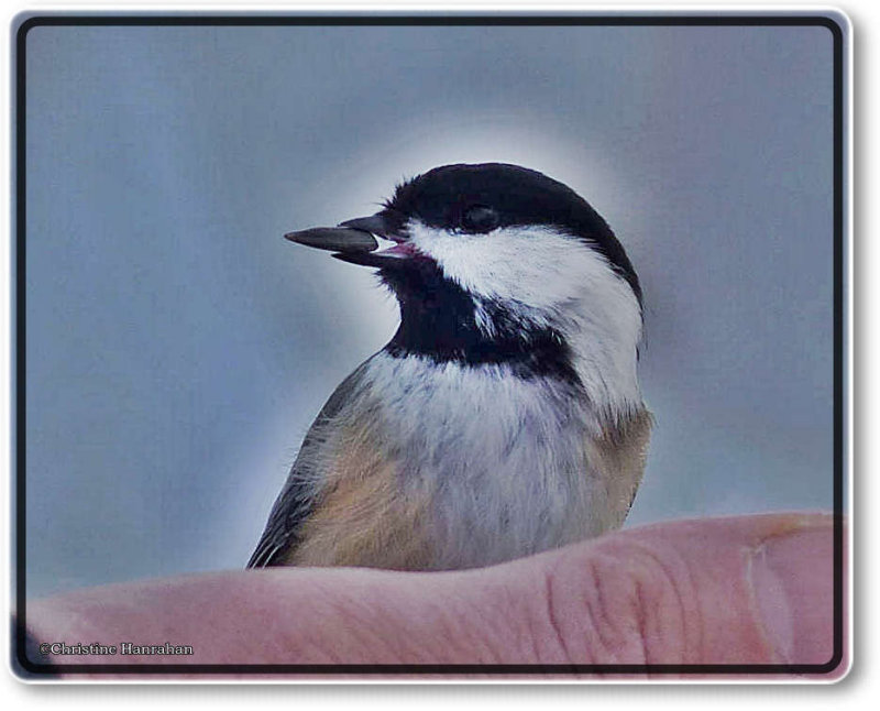 Black-capped chickadee