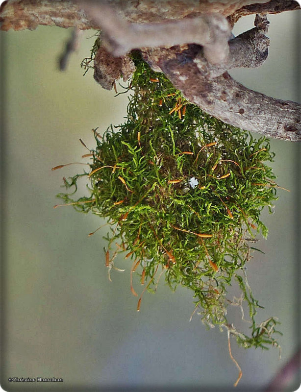 Moss, hanging...