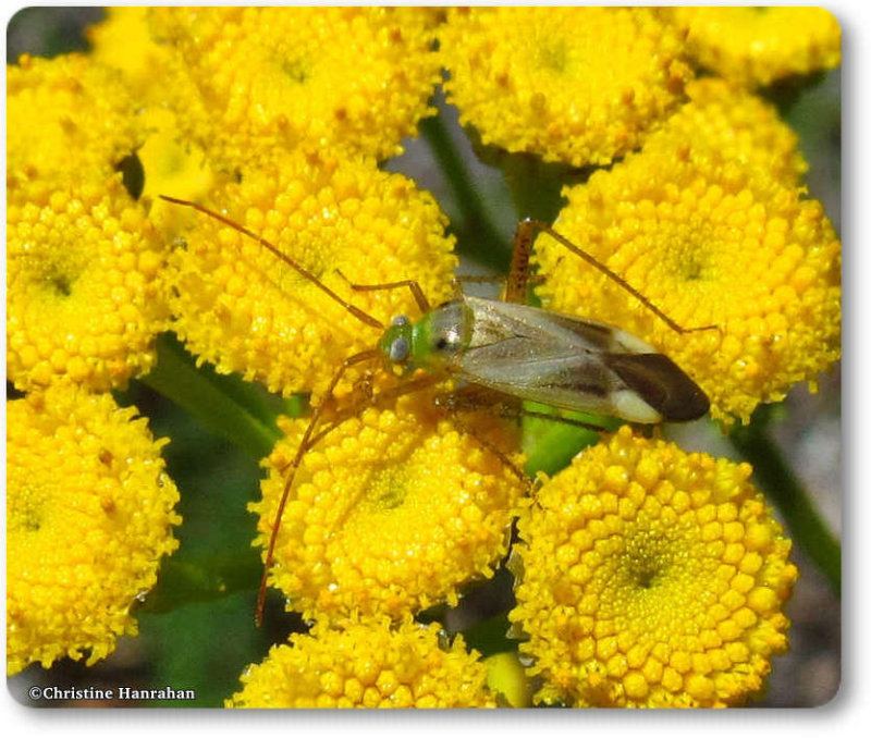 Alfalfa plant bug (Adelphocoris lineolatus)