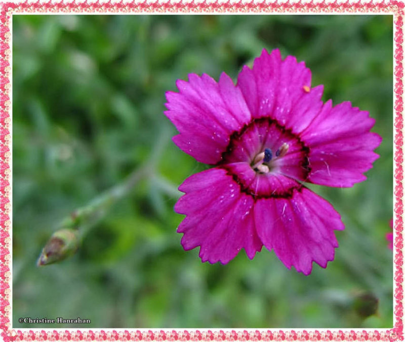 Deptford pink (Dianthus armeria )