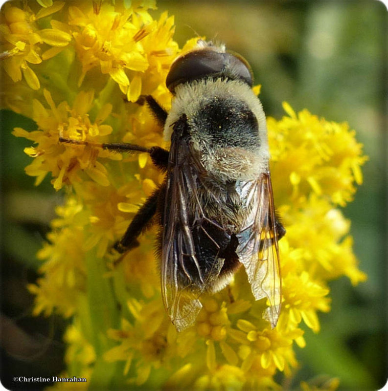 Hover fly (Eristalis)