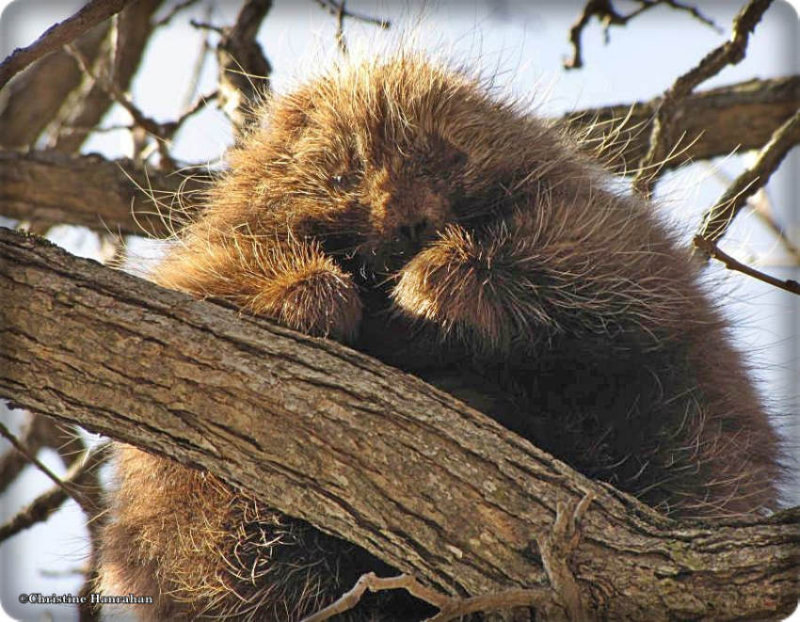 Porcupine